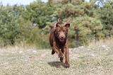 LABRADOR 091